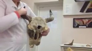 Затылочная кость. Мозговой отдел черепа. КРС