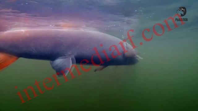 Реклама на канале Рыболов от ООО "Интермедиа Групп" смотреть онлайн