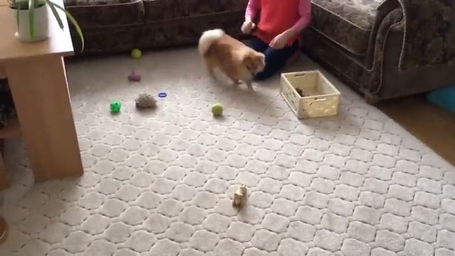 Как научить собаку убирать игрушки смотреть онлайн