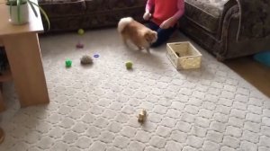 Как научить собаку убирать игрушки