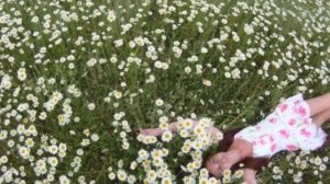 Девчонка гадала... Ансамбль "Калина"