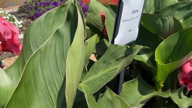 Takii New 2023 Varieties at Young's Plant Farm Open House смотреть онлайн