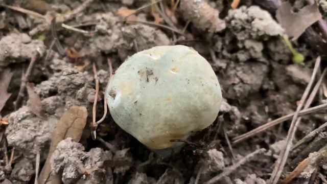 Russula virescens (Сыроежка чешуйчатая), July 24, 2020 смотреть онлайн