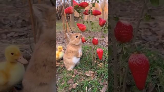 Rabbit.mp4 смотреть онлайн