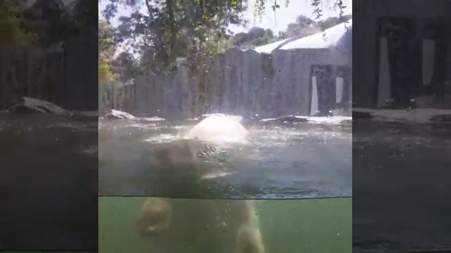 Вена. Зоопарк в парке Шенбрунн. Июнь 2021. смотреть онлайн