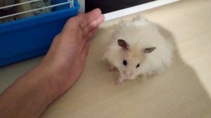 УДАРИЛ И НАКРИЧАЛ НА ХОМЯКА! КАК ВЕРНУТЬ ДОВЕРИЕ?