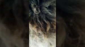 Кот не ловит мышей