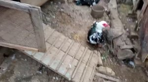 Две утки в одном гнезде хотят насиживать яйца