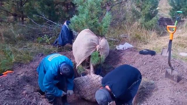 Деревья (крупномер) сибирского кедра, 280-320 см., Стандарт смотреть онлайн