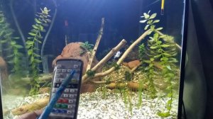 Светильник для креветочника NICREW. № 20