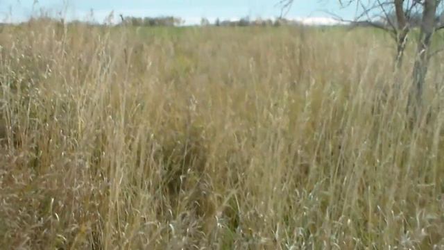 Канада! Сезон на кайота и лису открыт! смотреть онлайн