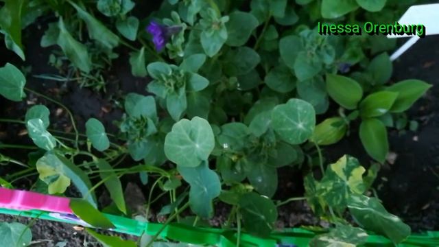 Что цветет у нас в саду. Цветы. Июнь 2018. Дачный VLOG. смотреть онлайн