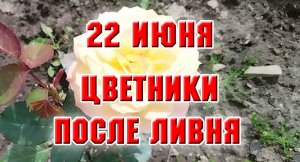 22 июня. Обзор цветников после ливней