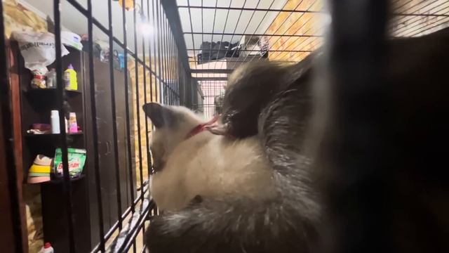 Я вернулась домой и ЧТО Я УВИДЕЛА??? смотреть онлайн