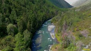 Снежный барс_