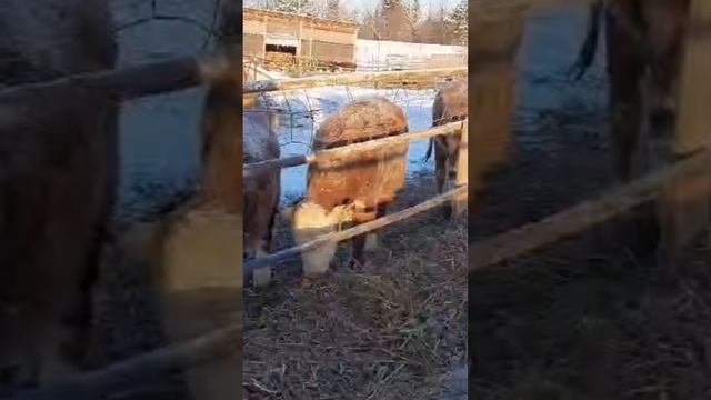 Кормление бычков в -30 на Урале