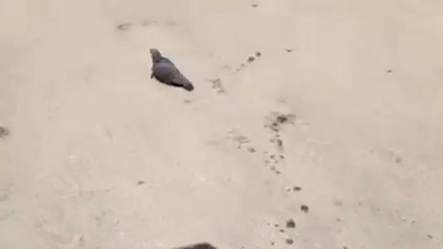 Голубь крещёный хлебом))) смотреть онлайн