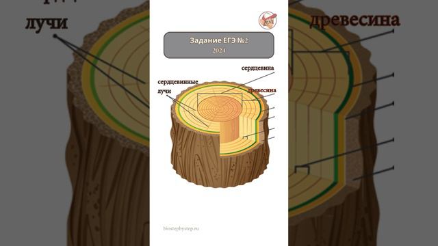 БИОЛОГИЯ ЕГЭ | Задание №2 #shorts