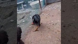 дакан куйбеш абдурамони чоми Таджикистан