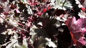 Гейхера Пурпурный замок