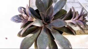 #Echeveria Carnicolor