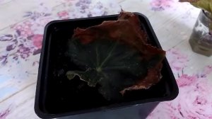 1. Бегония. Размножение листом