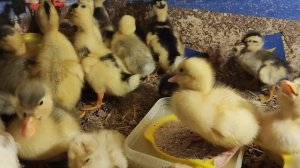 Совместное проживание утят и индюшат. #деревня #köy #village #индюки #дача #инкубация #утята #село