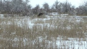 Охота на зайца с легавой - стойка по зайцу. Новые "Азот Сибирь" и Долг М3 не подвели