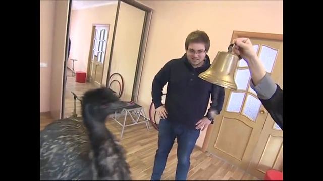 Страус-колокольчик| 8(965)380-13-11 смотреть онлайн