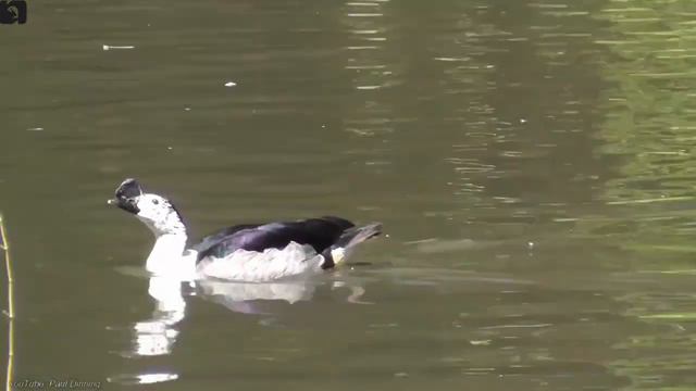 Ducks of India 🦆 🇮🇳 | Birds | Indian Birds смотреть онлайн