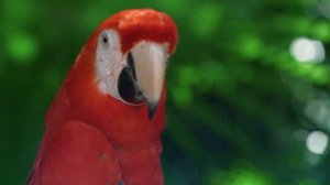 природа в 4K III ?Beautiful Nature - Sleep Relax Music 4K UHD TV Screensaver