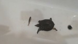 Как правильно кормить черепаху...