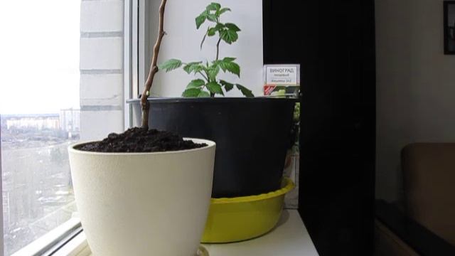 Виноград на подоконнике. смотреть онлайн