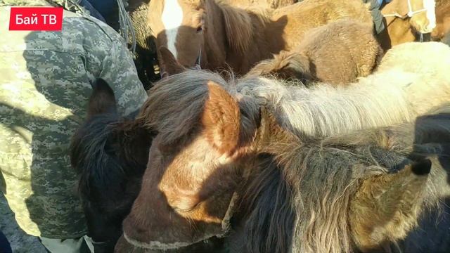 Өзгөн кулун базары ?! Базар хаха болдуго ??? 28.02.2021 @baitv1996 смотреть онлайн