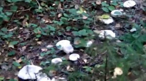 Рядовка фиолетовая. Популярные съедобные грибы. Как распознать.