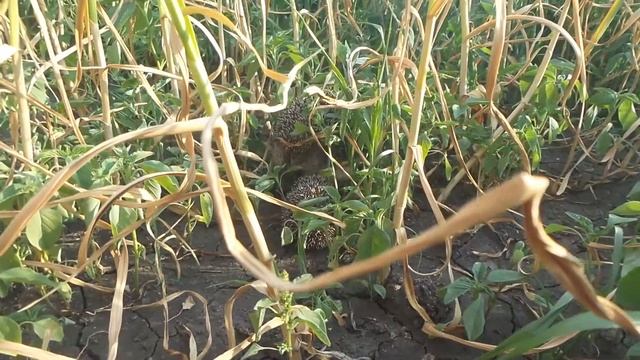 семья ёжиков смотреть онлайн