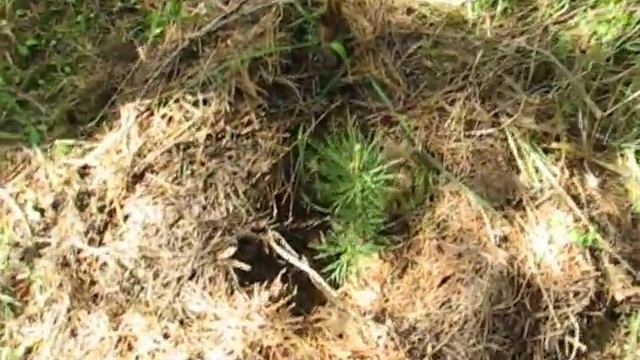 16 05 27 кедры. итог посадки смотреть онлайн