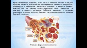 Передвижение веществ у животных. Биология 6 класс