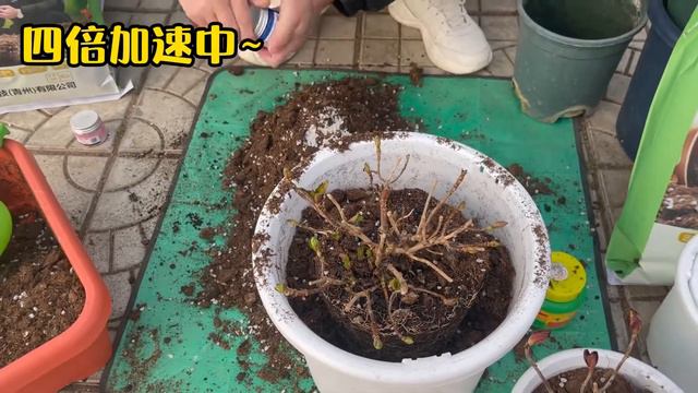 【绣球入盆】挑战全网最详细绣球入盆教学？这是要争当第一？The most detailed video for Hydrangea repotting! смотреть онлайн