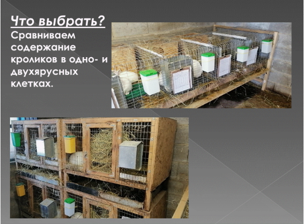 Какие клетки для кроликов выбрать? Сравниваем содержание кроликов в одно- и двухъярусных клетках.