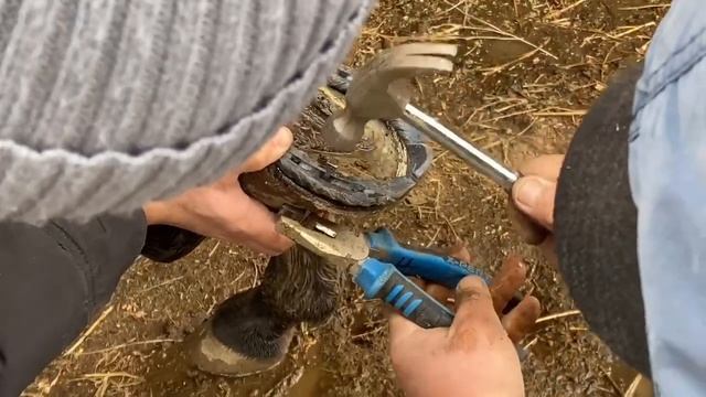 Ат тағалау | Подковывать коня | #аттағалау #ат #лошадь #horse
