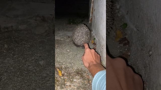 В наш двор пришёл ЁЖИК. #животные #дикиеживотные #видеосживотными #ёжик