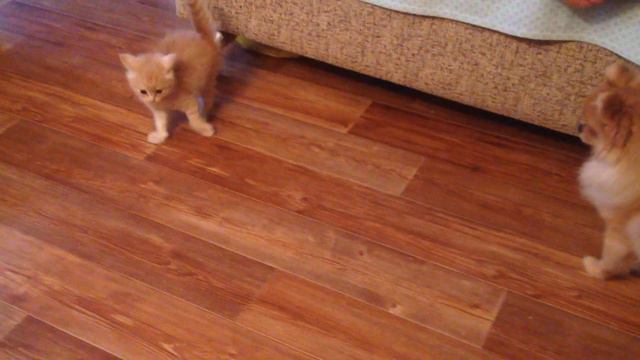 Шпицуля Амелия играет с котенком, а котенок с ней!