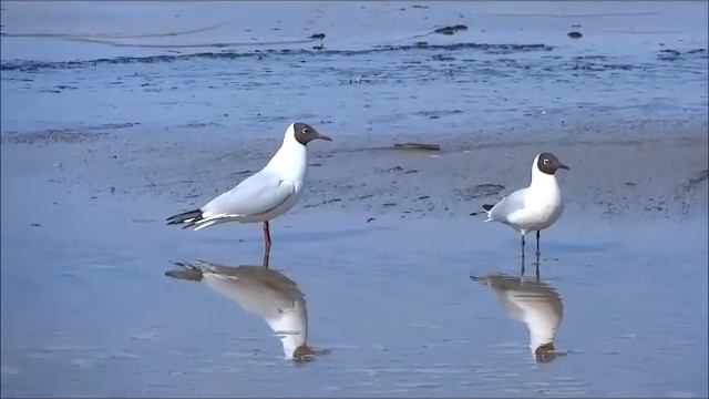 Морские чайки