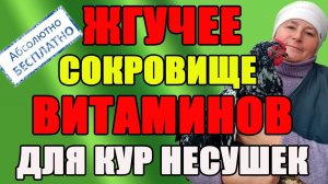 Жгучее сокровище витаминов для кур несушек. БЕСПЛАТНО.