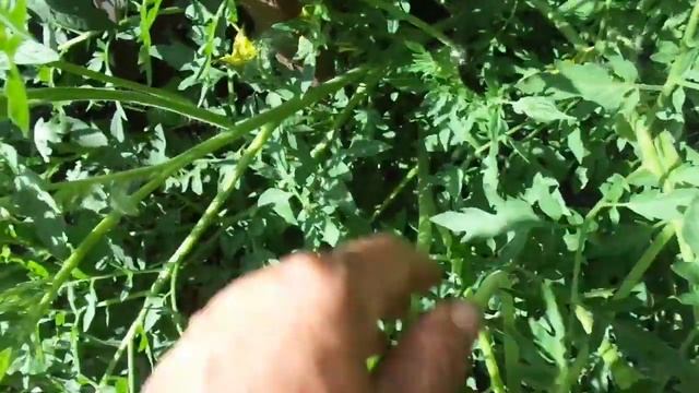 НЕОБЫЧНЫЕ ТОМАТЫ. СОРТ ГОЛУБЫЕ ЕЛИ. Ольга Чернова. смотреть онлайн