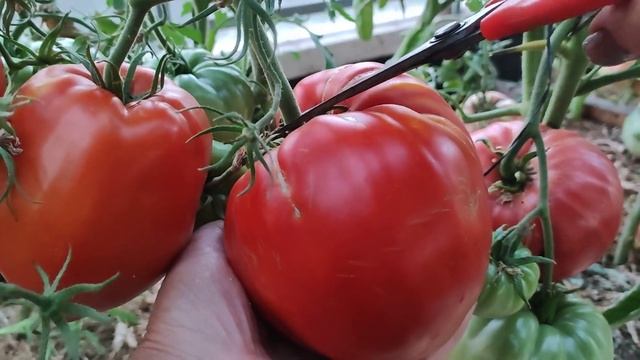 Сорт томата - Здравене де Бакан смотреть онлайн