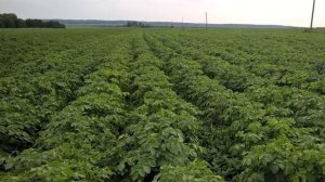 ТОННА КАРТОФЕЛЯ С ОДНОЙ СОТКИ,САМЫЙ ХИТРЫЙ СПОСОБ ЗАВАЛЬНОГО УРОЖАЯ КАРТОФЕЛЯ