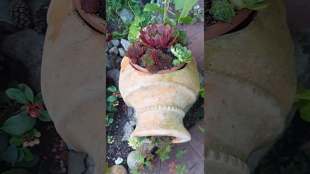 Идеи 💡 для садика: пересаживаю молодила/каменные розы # Gartenideen 💡Sempervivum 🌹🍀