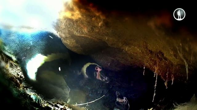Пингвины: шпионы в стае смотреть онлайн